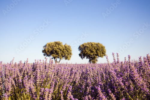 Lavender fields in full bloom in midsummer. Purple flowers blossoming in a meadow. Blooming field with two green trees on a horizon against blue sky. Beautiful nature. Growing lavandula on a farmland.