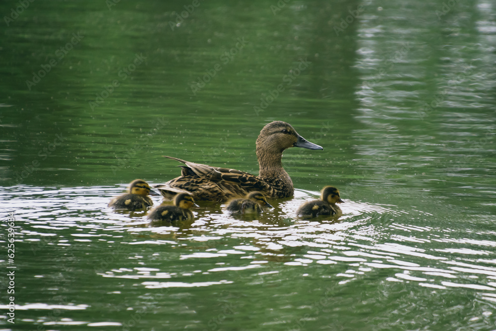 mallard with cubs mallard with cubs