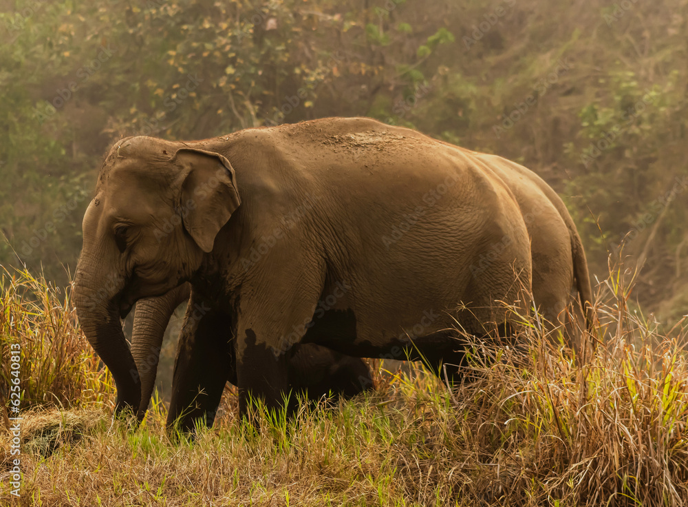 Fototapeta premium Big Asian elephants enjoy life in jungle, Elephant wild animals concept