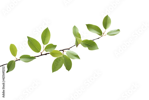 Branch with green leaves on a transparent background. png file. Generative AI