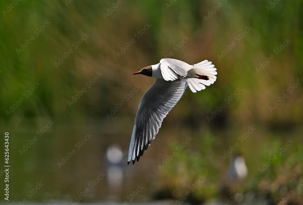 Black-headed gull // Lachmöwe (Chroicocephalus ridibundus) Black-headed gull // Lachmöwe (Chroicocephalus ridibundus)