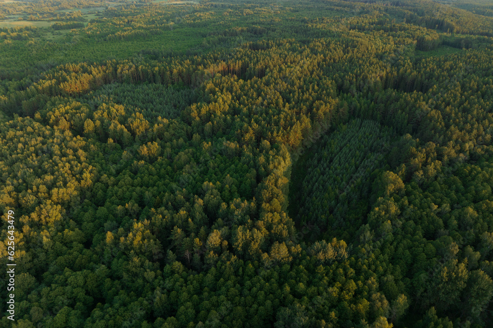 Forest destruction, felling of trees. Illegal logging. Spruse Forest ...