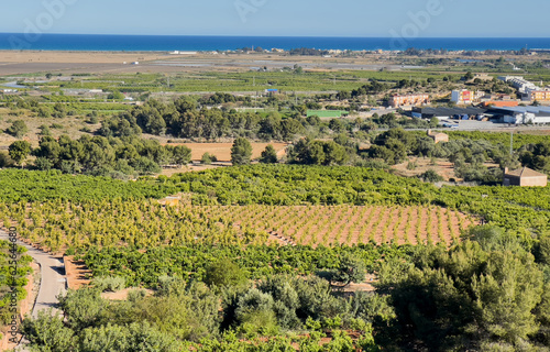 Farm field in Spain. Rural landscape. Olive trees plantage farm land. Rural area in Spanish Mediterranean. Farm mandarin fields. Agricultural country with orange mandarin field.