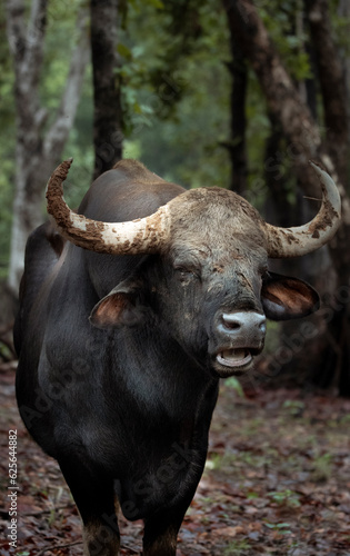 Indian Gaur (Male) at kanha national park