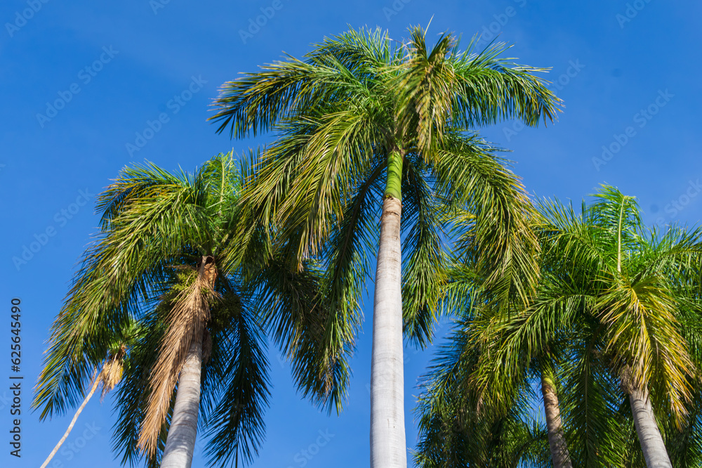 Fototapeta premium palm tree on blue