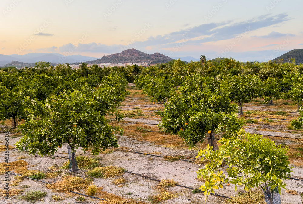 Obraz premium Farm field on sunset. Planting a tree. Mandarin tree farm field. Plant a Orange trees. Mandarin trees at farm plantation cultivated. Tree plant in ground on field in. Spain. Agriculture plant growin