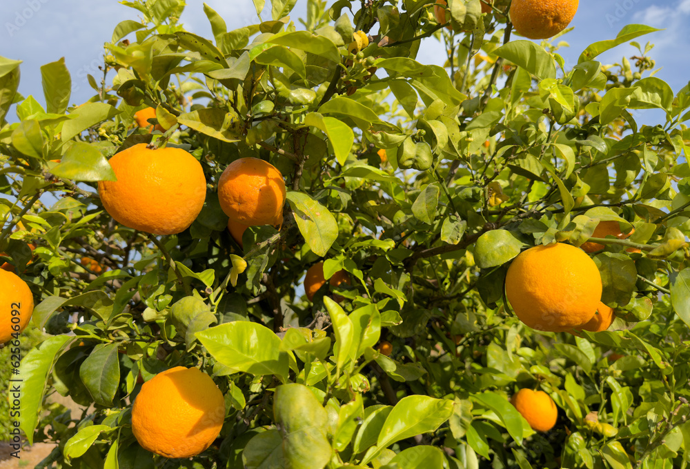 Orange Groves and mandarin tree. Orange fruit farm field. Sweet Orange citrus fruits in garden. Mandarin trees at plantation cultivated. Harvest season in Spain Grove. Citrus Tangerine plant..