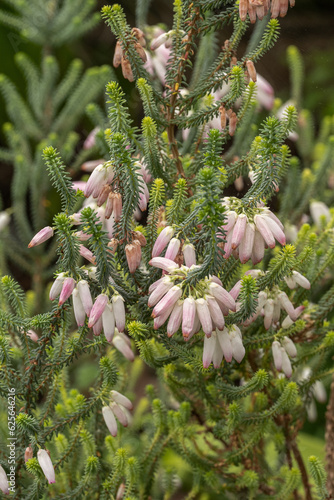 Bridal Heath / Albertinia Heath- Erica baueri / bauera- Family Ericaceae photo