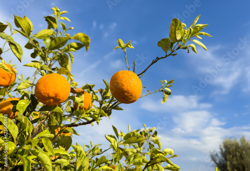 Orange mandarin tree. Orange fruit farm field. Vibrant orange citrus fruits in garden. Mandarin trees at farm plantation cultivated in Mediterranean. Harvest season in Spain. Citrus Tangerine plant.