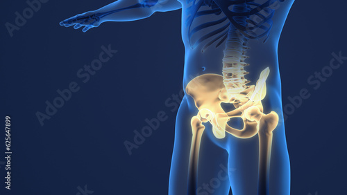 Cuadro en lienzo Painful pelvis and cervical medical background.