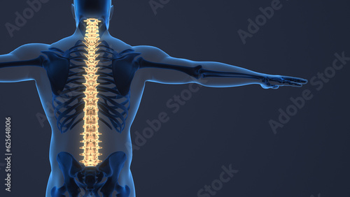 Painful sacral and cervical medical background.
