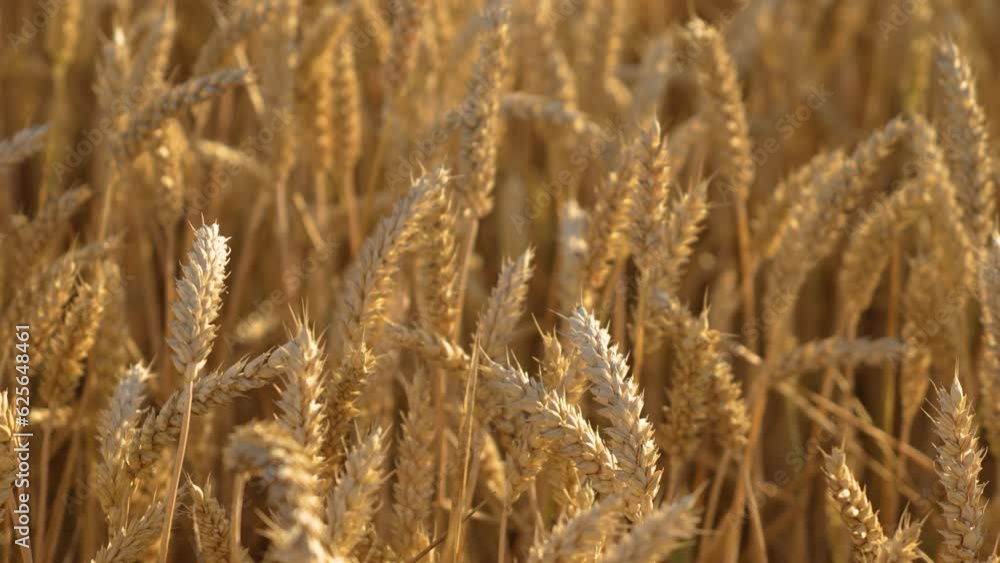 Wheat field ears swaying on gentle wind. Golden ears are slowly swaying in wind close-up. Work in agronomic farm for making business and production organic eco bio food Wheat field ears swaying on gentle wind. Golden ears are slowly swaying in wind close-up. Work in agronomic farm for making business and production organic eco bio food
