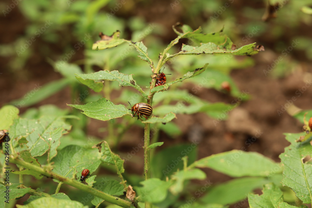Colorado potato beetle and its larvae on potato leaves. Pests of plants. Growing potatoes. The concept of protecting plants from pests.Yellowed potato leaves affected by a pest Colorado potato beetle and its larvae on potato leaves. Pests of plants. Growing potatoes. The concept of protecting plants from pests.Yellowed potato leaves affected by a pest