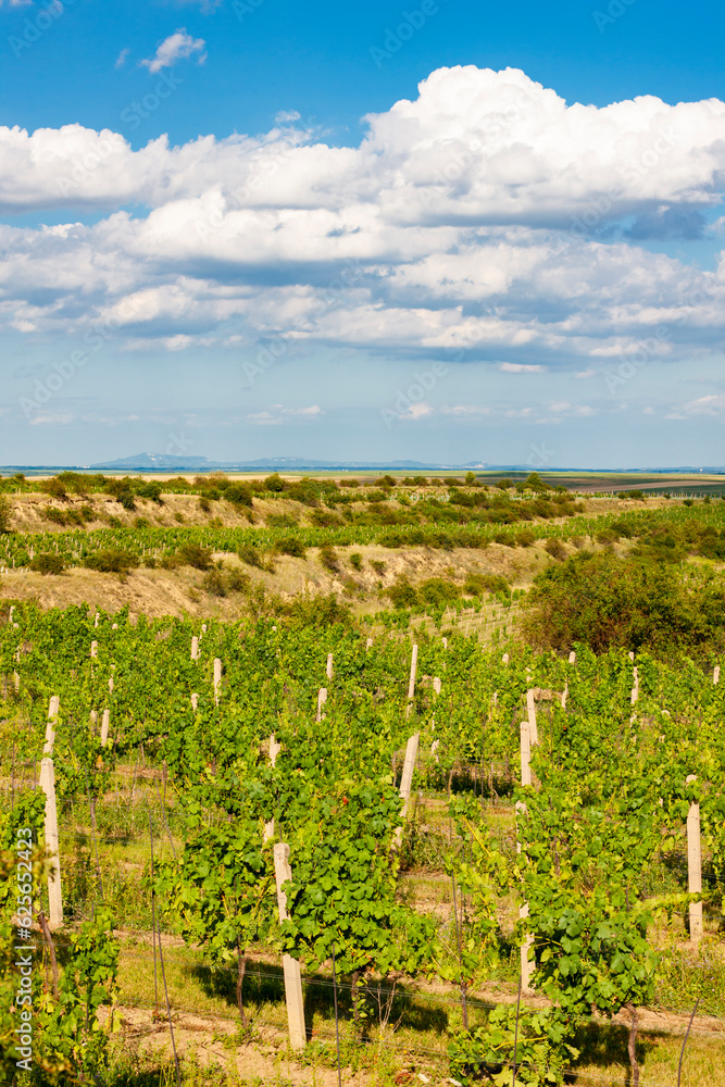 vineyard Peklo in Znojmo Region, Southern Moravia, Czech Republic