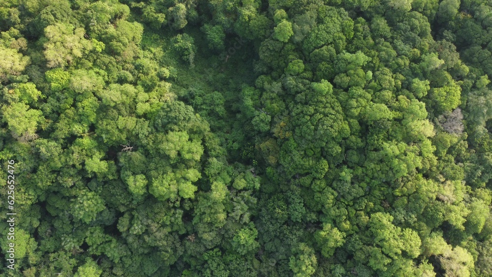 Sri Lankan Forest droneview