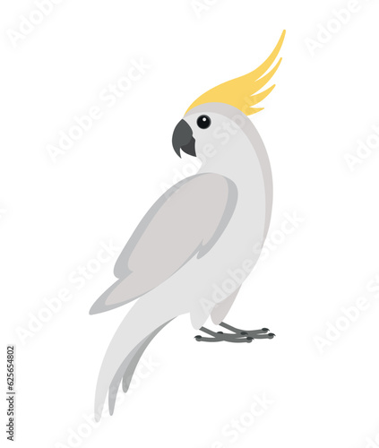 Vector cockatoo parrot isolated on white background