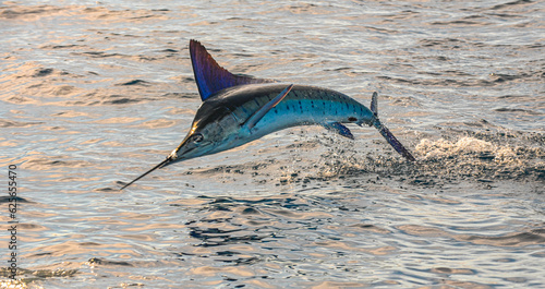 Marlin takes flight photo
