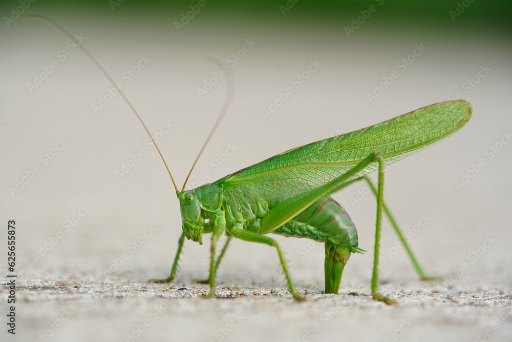 Large Great Green Bush Cricket (Tettigonia viridissima) laying eggs in the concrete expansion joint of a cycle path. Near the village Wedemark Negenborn, Lower Saxony, Germany in July. Large Great Green Bush Cricket (Tettigonia viridissima) laying eggs in the concrete expansion joint of a cycle path. Near the village Wedemark Negenborn, Lower Saxony, Germany in July.