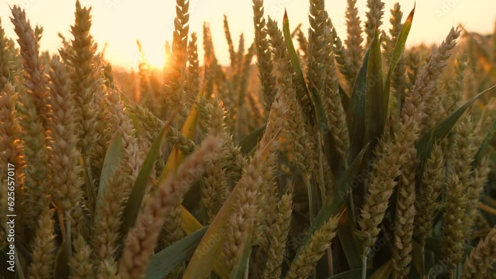 Agricultural field with growing wheat ripening at sunset close up. Golden crop ears swaying from gentle wind. Work in agronomic farm for making business and production organic eco bio food Agricultural field with growing wheat ripening at sunset close up. Golden crop ears swaying from gentle wind. Work in agronomic farm for making business and production organic eco bio food