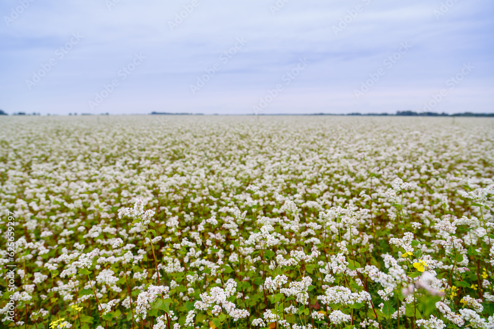 A field on a sunny day planted with white honey flowers A field on a sunny day planted with white honey flowers