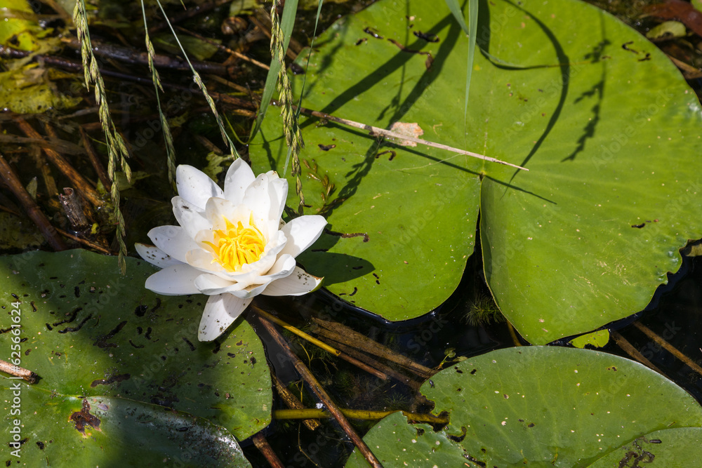 Nymphaea in natural habitat. Drewnica, Zulawy, Poland. Nymphaea in natural habitat. Drewnica, Zulawy, Poland.