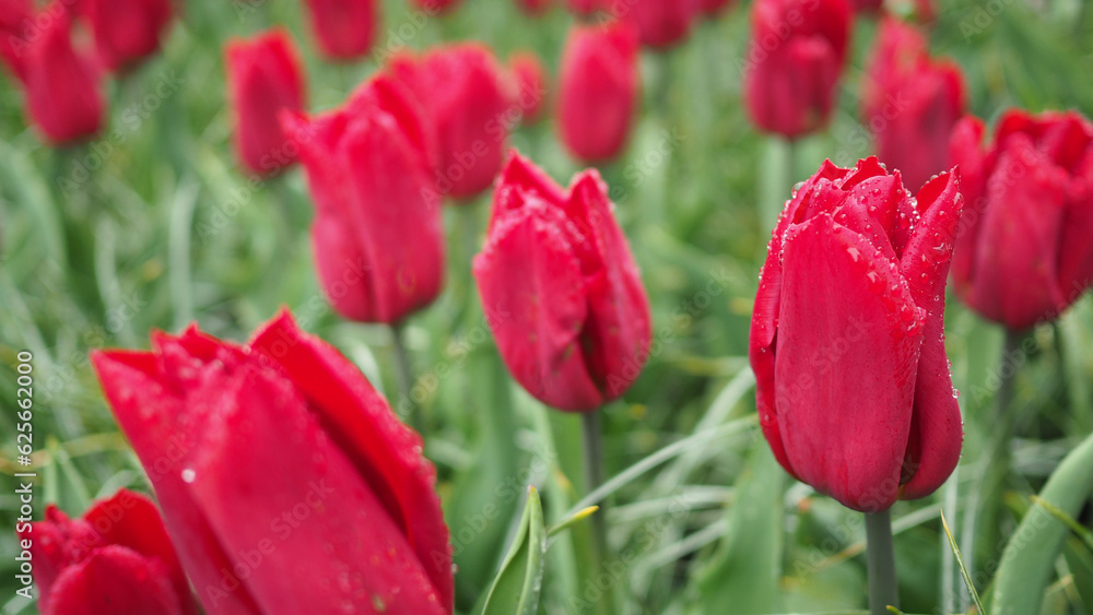 Tulip flowers in red color.