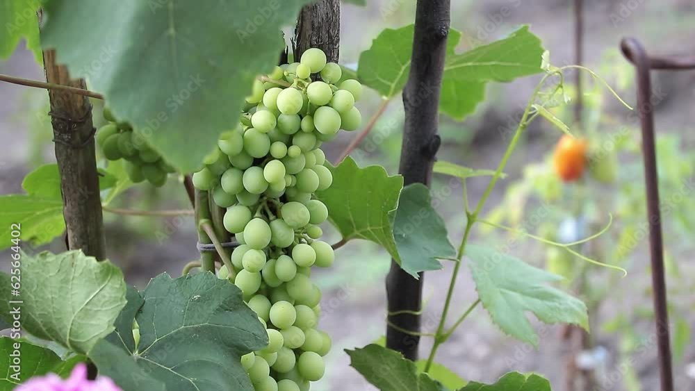 A Vineyard's Pride: A Close-Up Look at the Green Grapes on the Vine A Vineyard's Pride: A Close-Up Look at the Green Grapes on the Vine