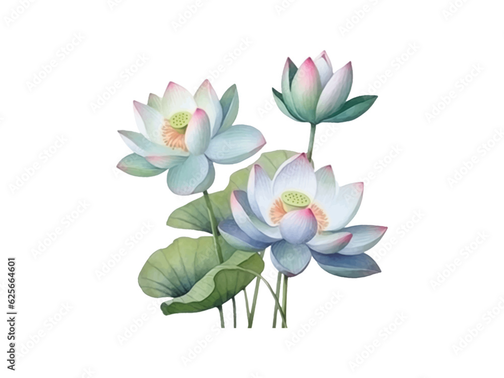 watercolor lotus flowers on white background watercolor lotus flowers on white background