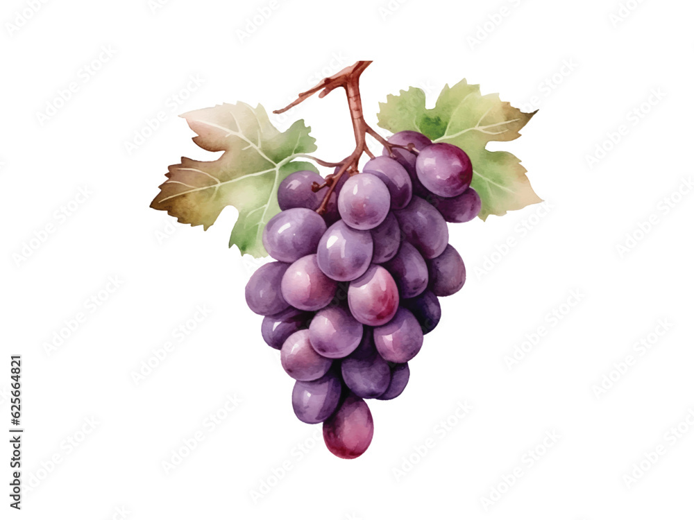 Fototapeta premium watercolor illustration of purple grapes on a white background
