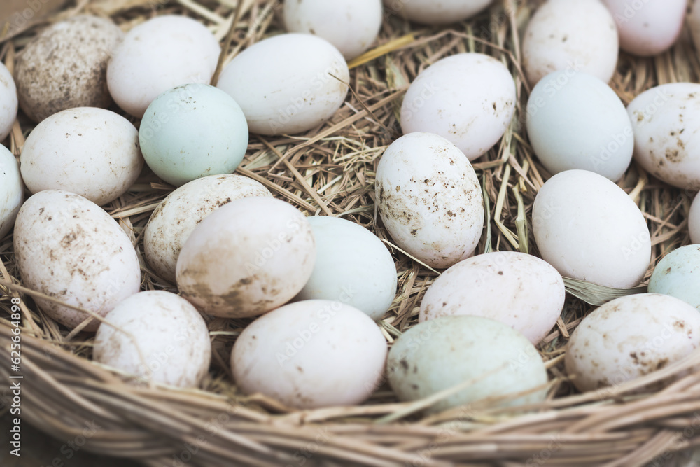 Natural and Organic Egg Natural and Organic Egg