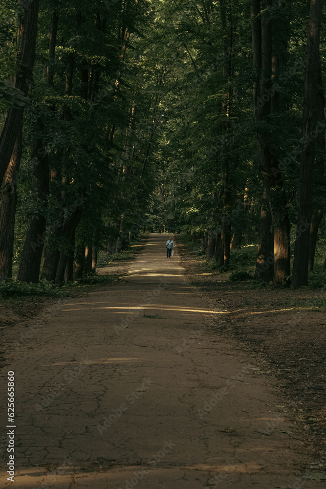 Fototapeta premium an old forest road lined with trees on both sides