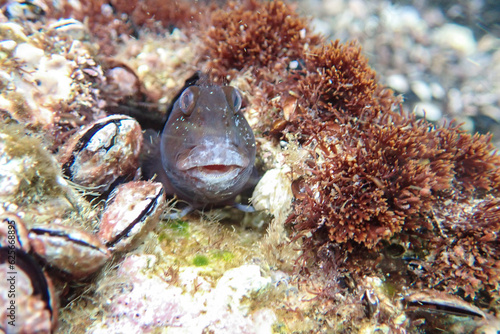 Blenniidae blenny fish peeking out from its rocky hole underwater in the Mediterranean Sea, blenny of mediterranean sea. Montagu's blenny, blenny fish from Mediterranean sea, Macro blenniidae fishs. photo