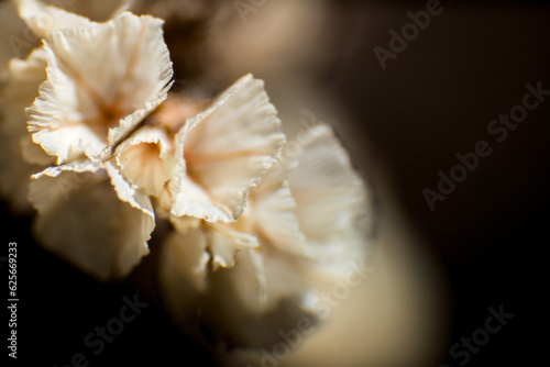 Background image or template of white and dry natural flowers in a warm and cozy natural light environment. Copy space