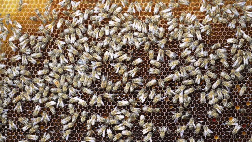 Colony of bees on honeycomb in apiary. Beekeeping in countryside. Many working bees on honeycomb, close up. Detailed shot within a hive in a honeycomb, wax cells with honey and pollen. Honey in combs Colony of bees on honeycomb in apiary. Beekeeping in countryside. Many working bees on honeycomb, close up. Detailed shot within a hive in a honeycomb, wax cells with honey and pollen. Honey in combs