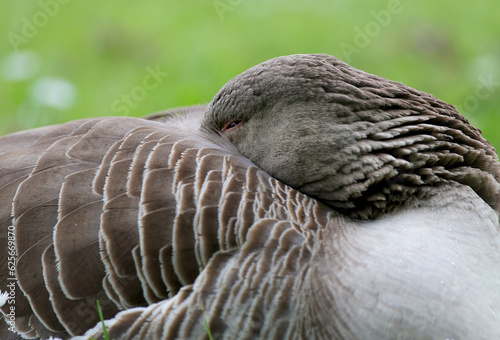 Greylag goose,Anser anser, standing and sleep in a grass field © Silviu