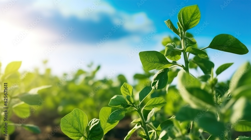 Soybean growth is gradual. Phases of development of leguminous plants