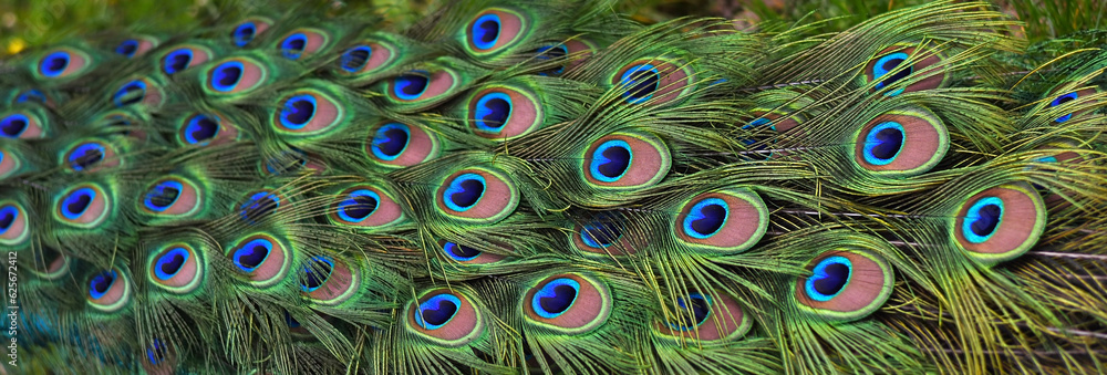 Obraz premium Peacock tail close-up. Peacock feathers