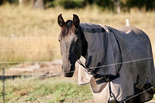 Black horse in grey fly sheet in summer