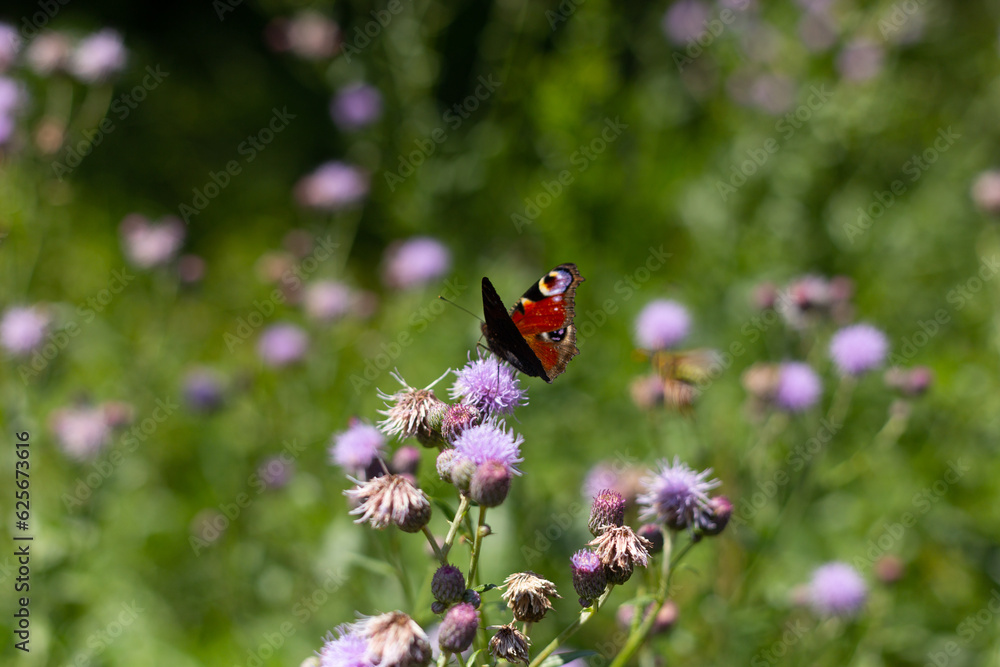 European peacock butterfly sitting on the flower European peacock butterfly sitting on the flower