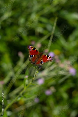 European peacock butterfly sitting on the flower