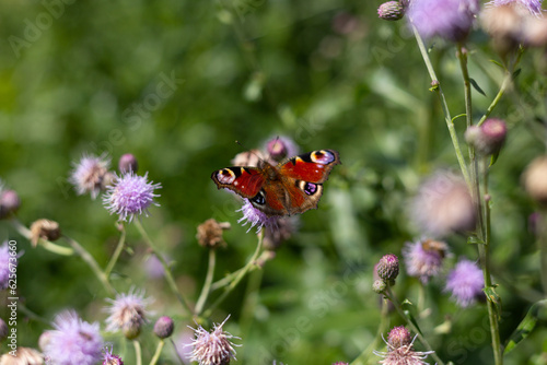 European peacock butterfly sitting on the flower