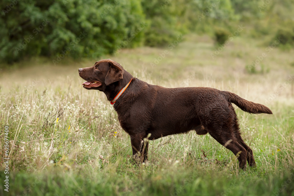 A beautiful chocolate brown Labrador Retriever stand in the background of a summer meadow near the forest. Hunting dogs. A beautiful chocolate brown Labrador Retriever stand in the background of a summer meadow near the forest. Hunting dogs.