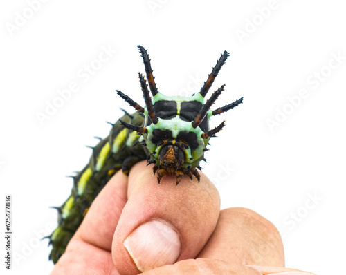 Bilde på lerret hickory horned devil - Citheronia regalis - larva form of regal or royal walnut moth on human index finger