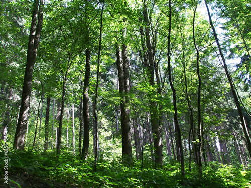 Trees in the forest in sunshine  sunlight.