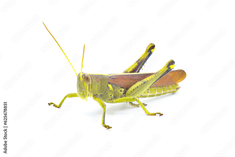 obscure bird grasshopper - Schistocerca obscura - with great detail a green, yellow and brown insect with yellow back stripe, striped eyes, short antenna isolated on white background front side view obscure bird grasshopper - Schistocerca obscura - with great detail a green, yellow and brown insect with yellow back stripe, striped eyes, short antenna isolated on white background front side view