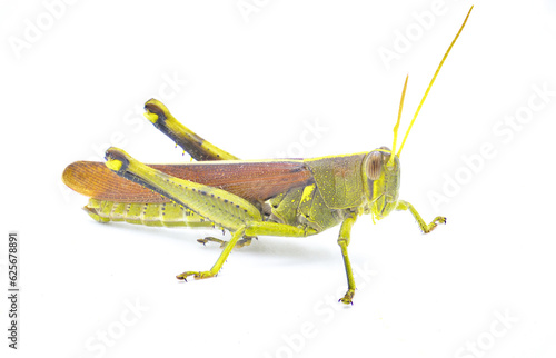 obscure bird grasshopper - Schistocerca obscura - with great detail a green, yellow and brown insect with yellow back stripe, striped eyes, short antenna isolated on white background side profile view