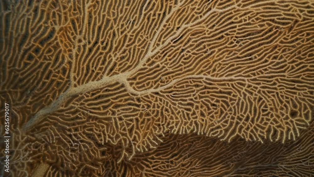 Vertical video, Close up of soft coral Giant Gorgonian or Sea fan (Subergorgia mollis) in coral garden at sea depth Vertical video, Close up of soft coral Giant Gorgonian or Sea fan (Subergorgia mollis) in coral garden at sea depth