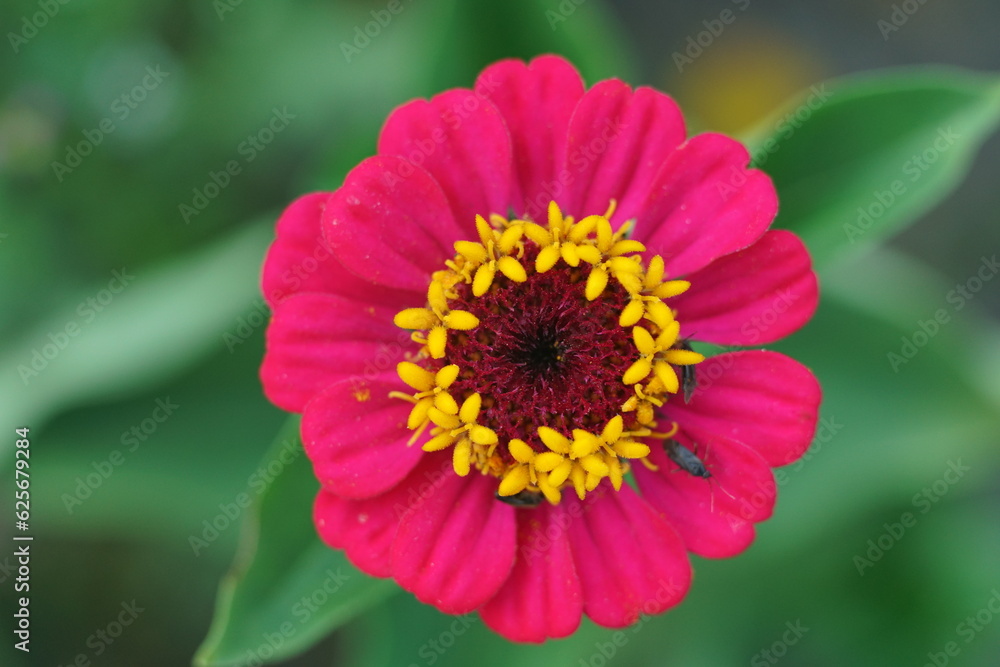 Blühende Zinnien, Zinnia elegans Blühende Zinnien, Zinnia elegans