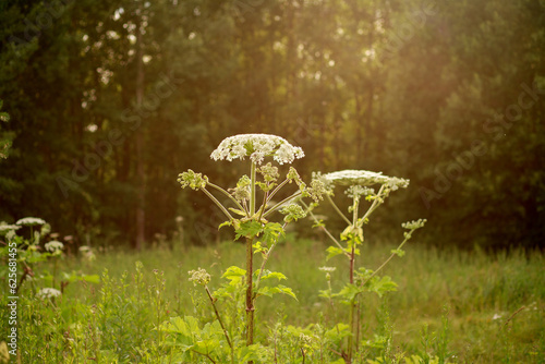 dangerous hogweed plant in the sun. large weed, silage culture of Sosnovsky's hogweed, causing burns and blisters when exposed to ultraviolet light. white flowers collected in large umbrellas photo