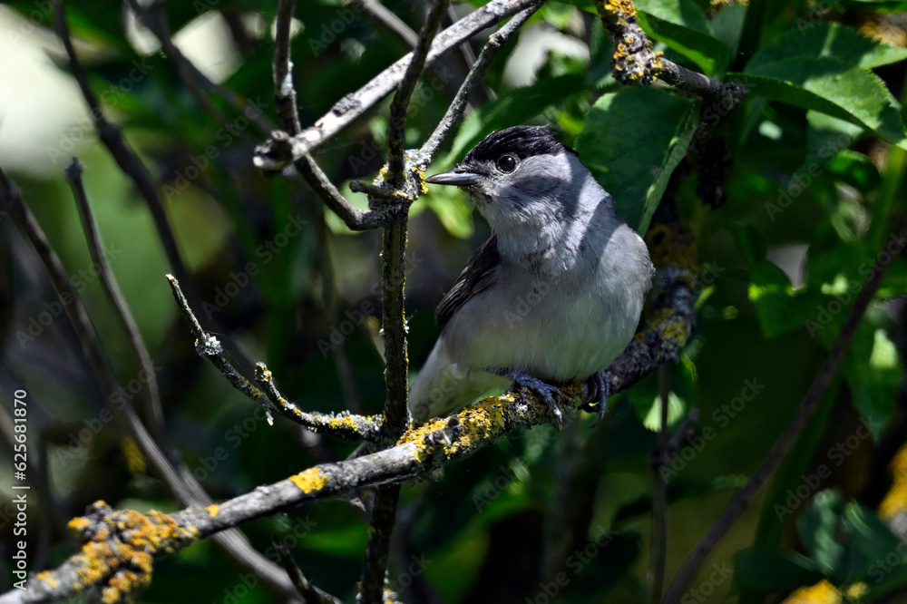 Naklejka premium Eurasian blackcap - male // Mönchsgrasmücke - Männchen (Sylvia atricapilla)